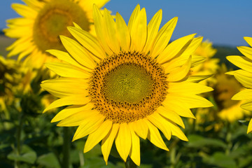 Naklejka premium Sunflower field
