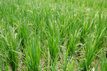 Rice in the field