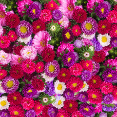 aster flowers background