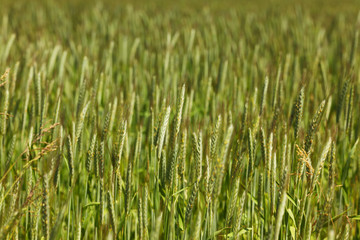 Early spring wheat field