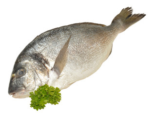 Fresh Sea Bream