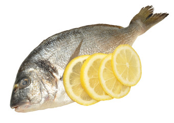 Fresh Sea Bream
