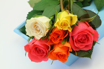 Colorful roses on blue tray, close up