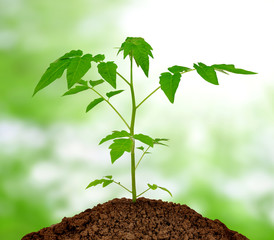 growing plant on green background