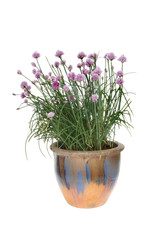 Flowering chive