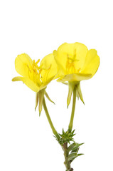 Evening primrose