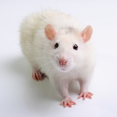 White rat