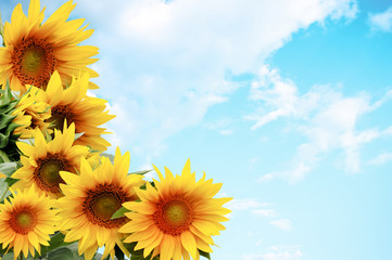 sunflowers on a background of blue sky
