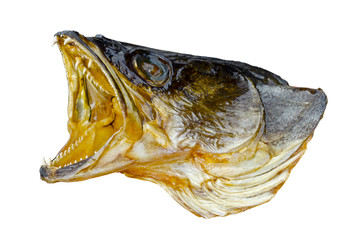 Head of predatory fish