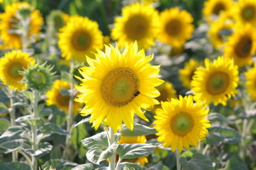 Fototapeta premium Sonnenblumen 4