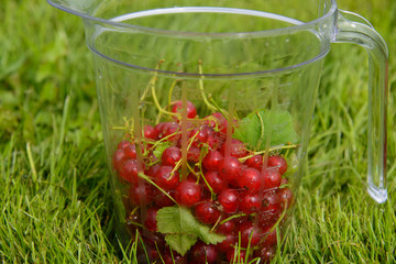 Currants in measuring cup