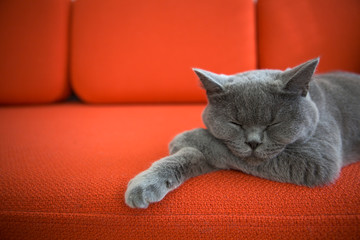Cat relaxing on the couch.
