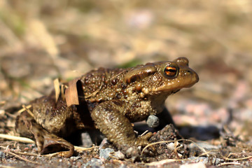 Obraz premium Frog