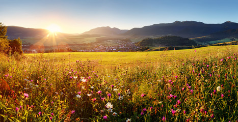 Sunset on flower field - Slovakia Tatra