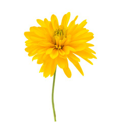 yellow chrysanthemum isolated