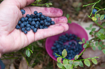 Naklejka na ściany i meble Picking blueberries