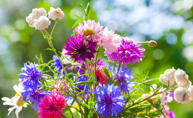 Colorful summer wild flowers bouquet in the sunshine