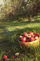 Bushel of apples in the orchard © Sandra Cunningham