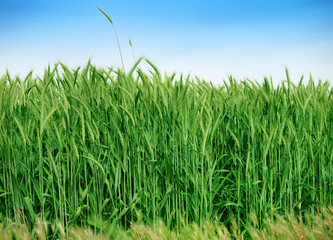 Obraz premium Organic green wheat close up