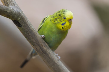 Serinus Canaria Forma Domestica