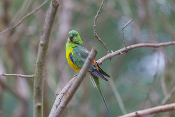 Vogel