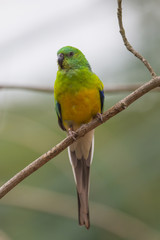 Vogel