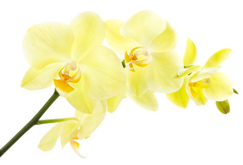 Naklejka na ściany i meble Yellow orchid on a white background