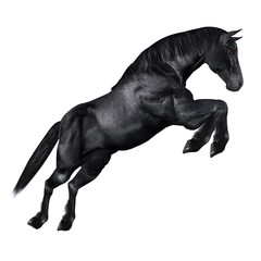 Black horse © AnnaPa