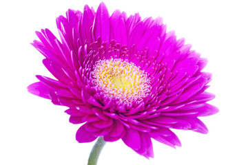 Daisy