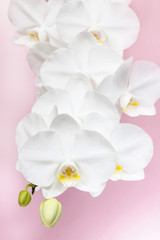 Fototapeta na wymiar Branch of blooming white orchid flowers