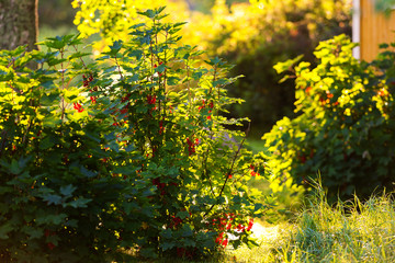 Redcurrant bush backlit - Ribes Rubrum