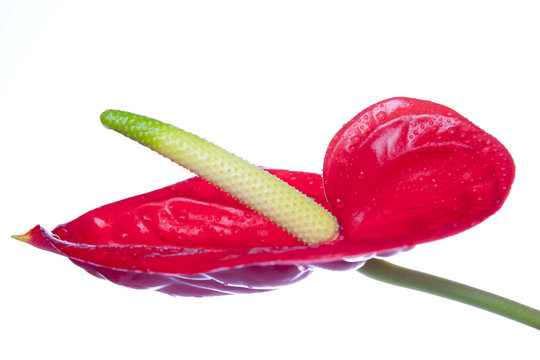 Anturios - the love flower