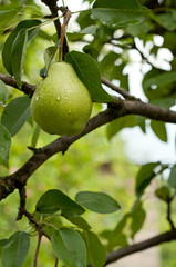 Pear fruits