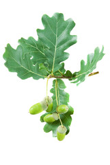 oak branch with green leaves and acorns © epitavi