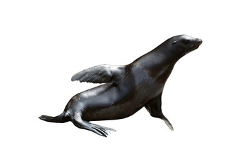 Naklejka premium fur seals