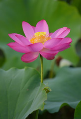 Fototapeta premium blooming lotus flower