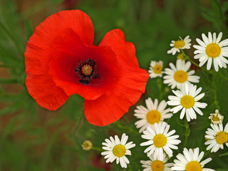 Klatschmohn und Kamille