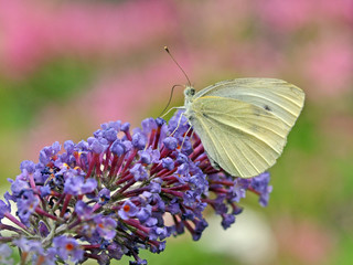 Baumweißling auf Schmetterlingsstrauch