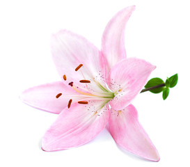 Naklejka na ściany i meble Pink lily