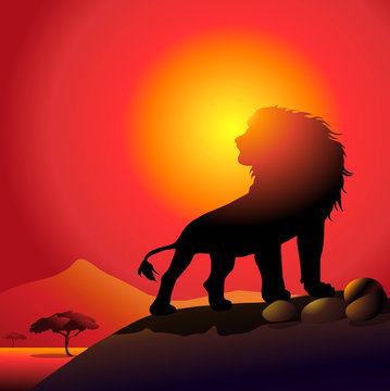 lion & sunset