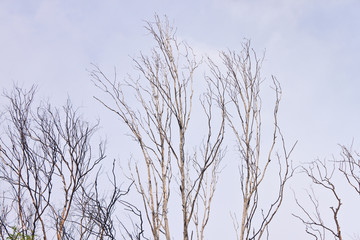 Pattern of dead tree