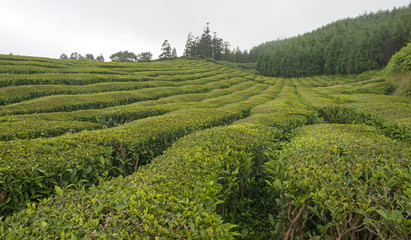 Path trough a tea plantation on the Azores