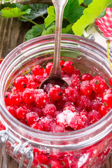 sugared red currant