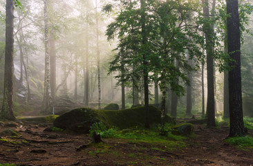Obraz premium Morning in the deep forest