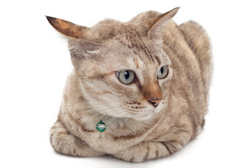 Cute cat sitting on white background