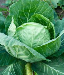 Obraz premium cabbage