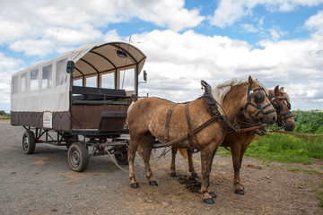 Through the flemish fields with horse and covered wagon.