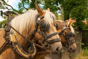 Through the flemish fields with horse and covered wagon.