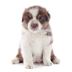 puppy australian shepherd