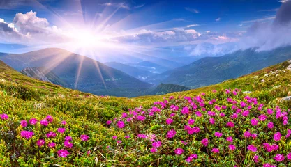 Gordijnen Magic pink rhododendron flowers on summer mountain © Andrew Mayovskyy